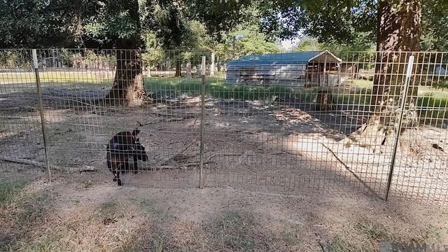 38707 John Lanier Rd, Walker, LA 70785