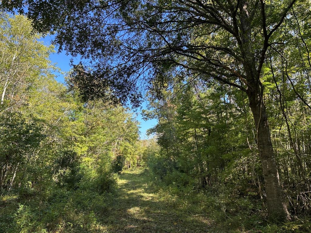 Image 10 of property listing at 0 Big Bird Lane, Summerville, SC 29483