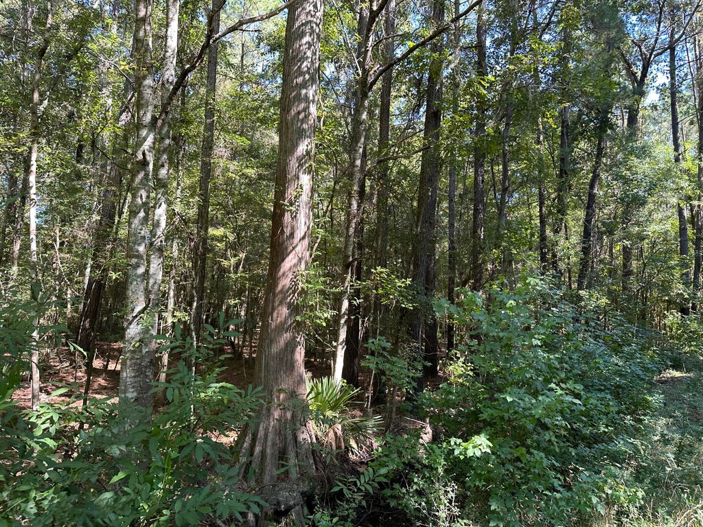 Image 14 of property listing at 0 Big Bird Lane, Summerville, SC 29483