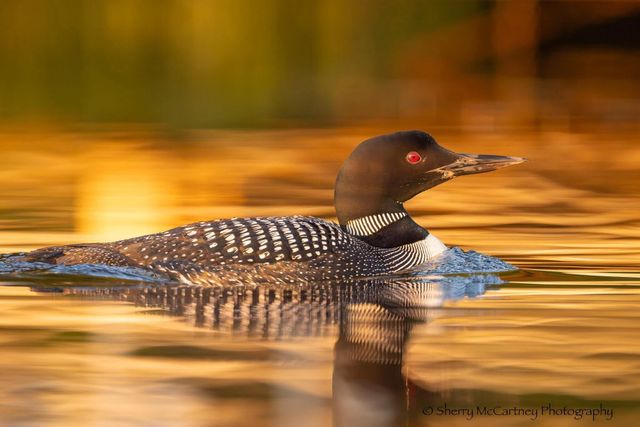 31092 Lincoln Beach Road, Cushing, MN 56443