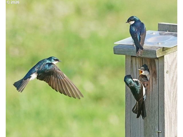 90834 COBURGHILLS Dr, Eugene, OR 97408