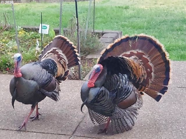 90834 COBURGHILLS Dr, Eugene, OR 97408