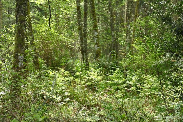 0 XXX Goss Lake Road, Langley, WA 98260