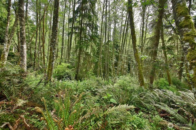 0 XXX Goss Lake Road, Langley, WA 98260