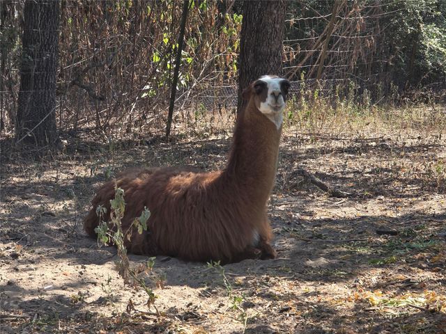 376 Jones RD, Cedar Creek, TX 78612