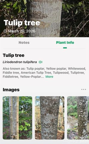 TBD Red Bird Road, Spruce Pine, NC 28777