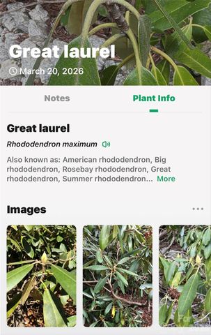 TBD Red Bird Road, Spruce Pine, NC 28777