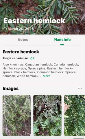 TBD Red Bird Road, Spruce Pine, NC 28777