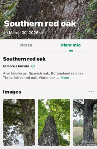 TBD Red Bird Road, Spruce Pine, NC 28777