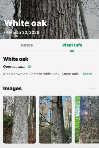 TBD Red Bird Road, Spruce Pine, NC 28777