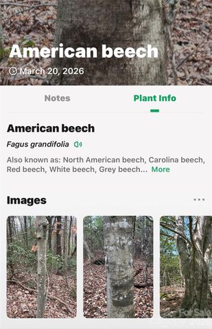 TBD Red Bird Road, Spruce Pine, NC 28777