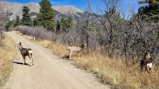 23672 Locust Dr, Aguilar, CO 81020