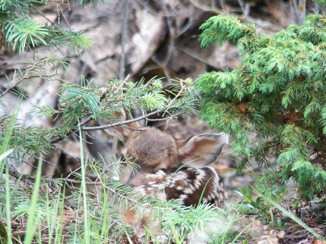 23672 Locust Dr, Aguilar, CO 81020