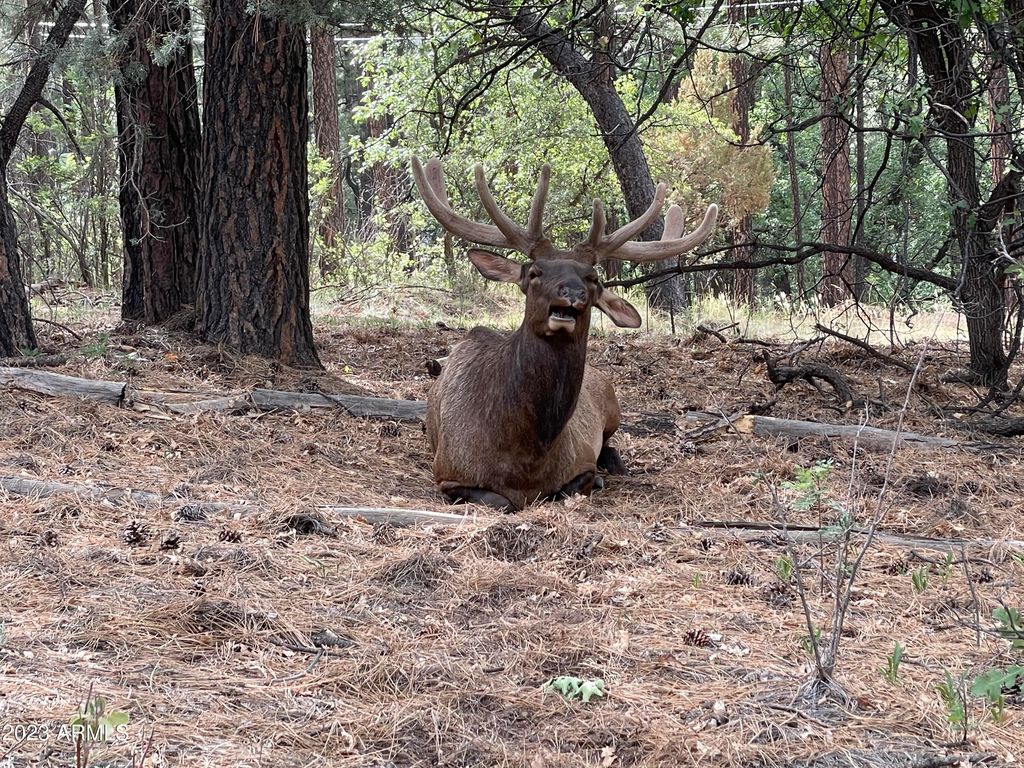 Image 4 of property listing at 4770 N Pine Shadows Lane 2, Pine, AZ 85544