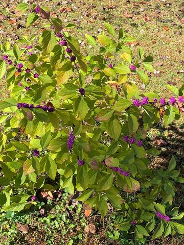 569 Dover Chapel Road, Ellijay, GA 30540