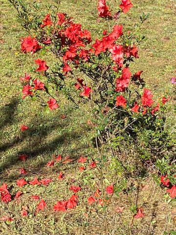 569 Dover Chapel Road, Ellijay, GA 30540