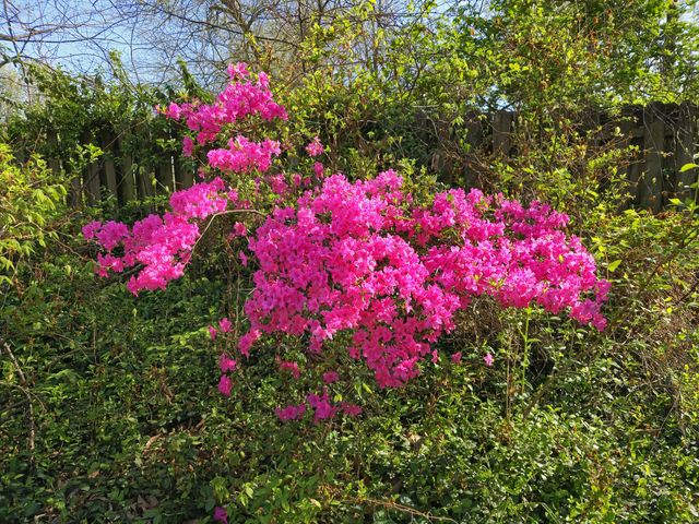 4158 E Linwood Street, Springfield, MO 65809