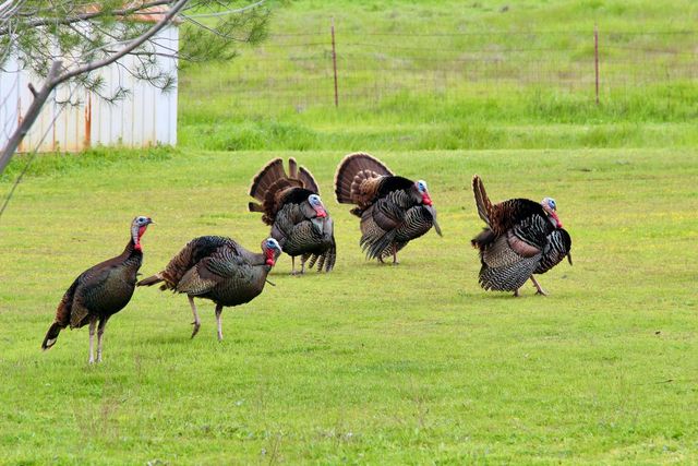 7622 Sagebrush Ln, Wallace, CA 95254