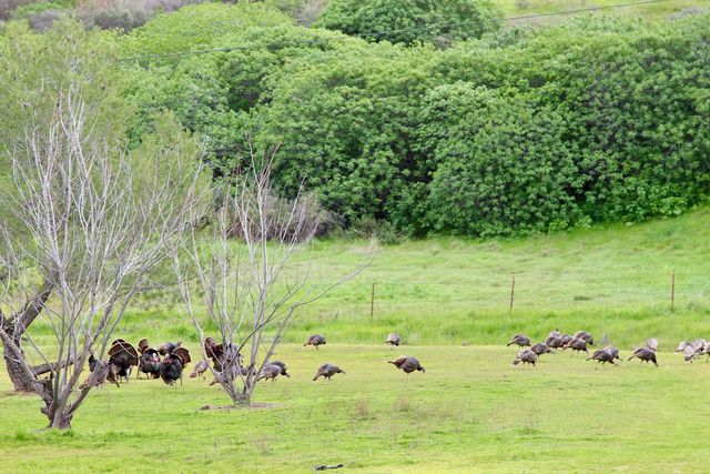 7622 Sagebrush Ln, Wallace, CA 95254