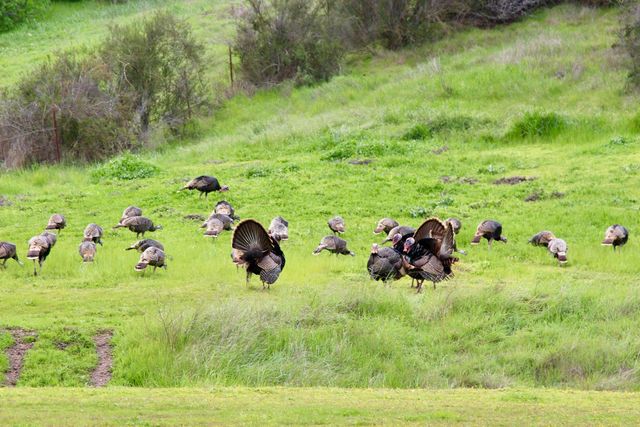 7622 Sagebrush Ln, Wallace, CA 95254