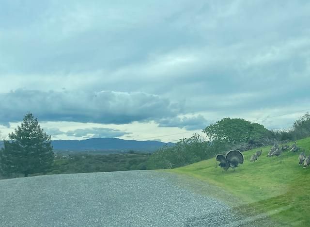 7622 Sagebrush Ln, Wallace, CA 95254