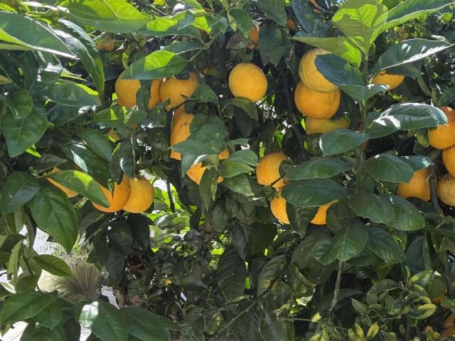 200 N El Camino Real 79, Oceanside, CA 92058