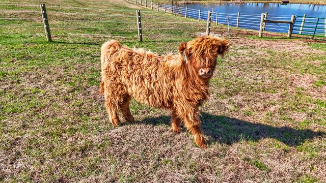 8353 Wades Mill Road, Mt Sterling, KY 40353