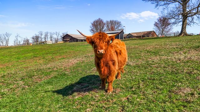 8353 Wades Mill Road, Mt Sterling, KY 40353