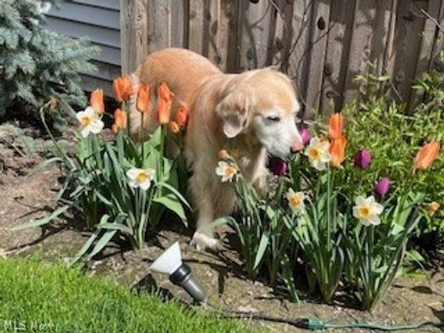 14414 Alger Road, Cleveland, OH 44111