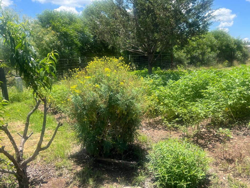 Image 10 of property listing at 604 Hall Street, Eldorado, TX 76936