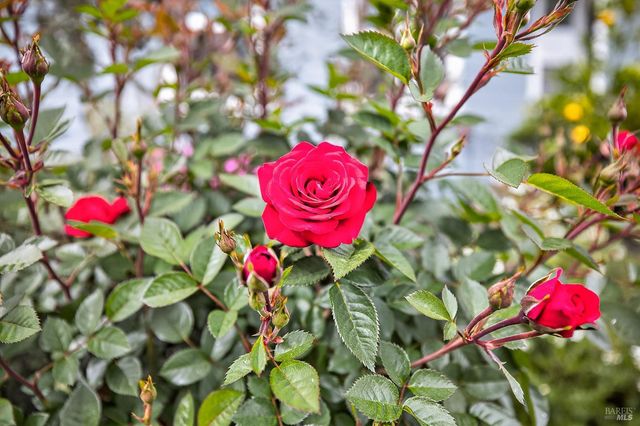 1145 Portello Ln, Windsor, CA 95492