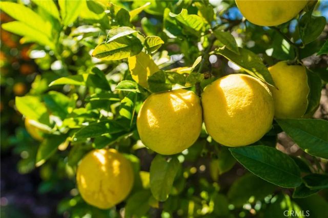 4626 Greenmeadows Avenue, Torrance, CA 90505