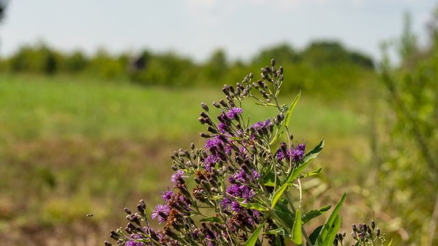 225 Cr-3303, De Kalb, TX 75559