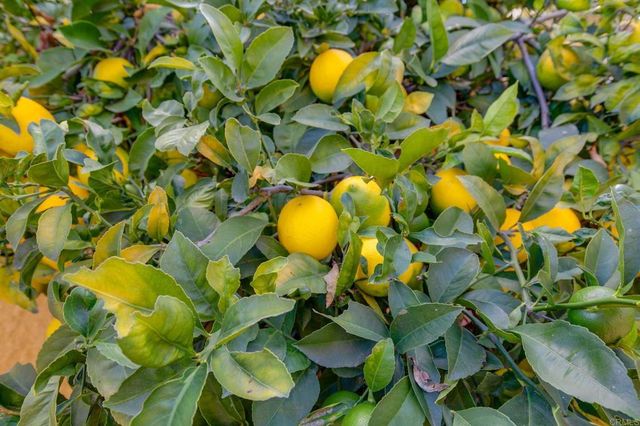 10217 Prairie Springs Rd Road, San Diego, CA 92127