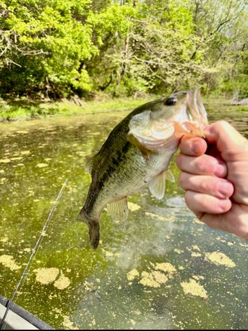 901 Crooked Creek Road, Carlisle, KY 40311