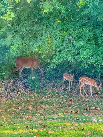 692 White Face Dr, Clarksville, TN 37040