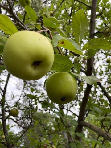 3 Del Oso Lane, Cedar Crest, NM 87008