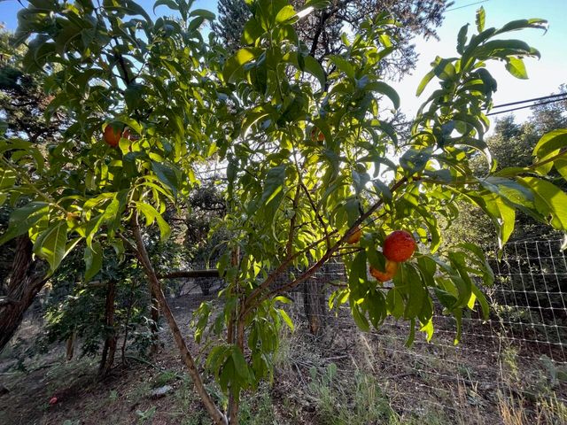 3 Del Oso Lane, Cedar Crest, NM 87008