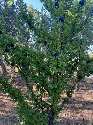 3 Del Oso Lane, Cedar Crest, NM 87008