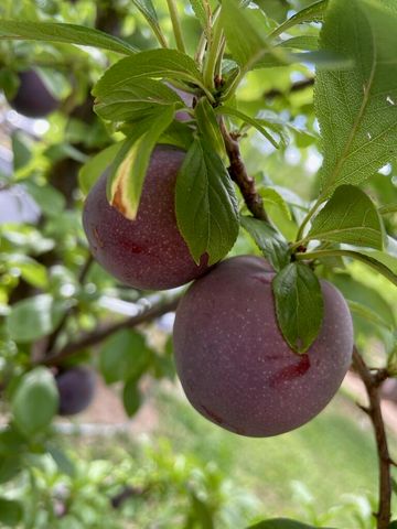 3 Del Oso Lane, Cedar Crest, NM 87008