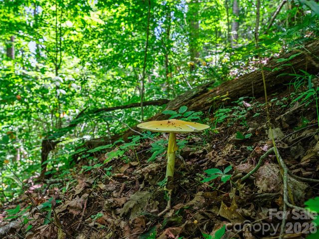 000 Cove Mountain Road, Burnsville, NC 28714