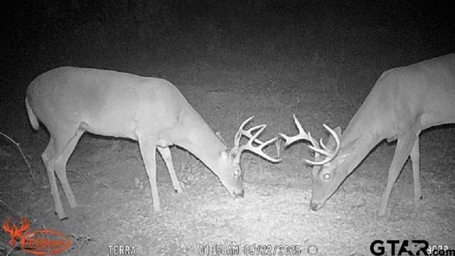 97 CR 2640, Mount Pleasant, TX 75455