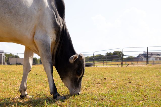 731 County Road 4764, Boyd, TX 76023
