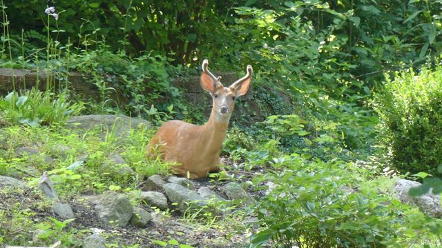 353 Harvard Terrace, Frankfort, IN 46041