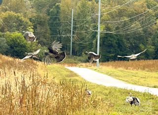 24990 Birdhouse Lane 4, Locust, NC 28097