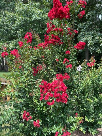 5644 S Winsor Drive, Battlefield, MO 65619