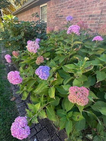 5644 S Winsor Drive, Battlefield, MO 65619