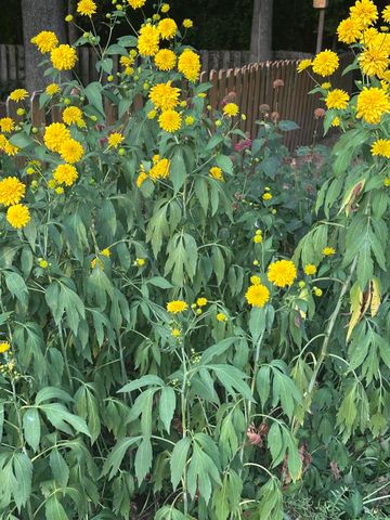 5644 S Winsor Drive, Battlefield, MO 65619