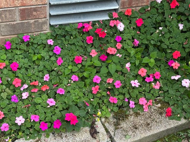 5644 S Winsor Drive, Battlefield, MO 65619