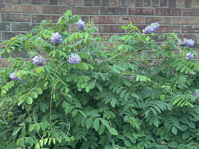 5644 S Winsor Drive, Battlefield, MO 65619